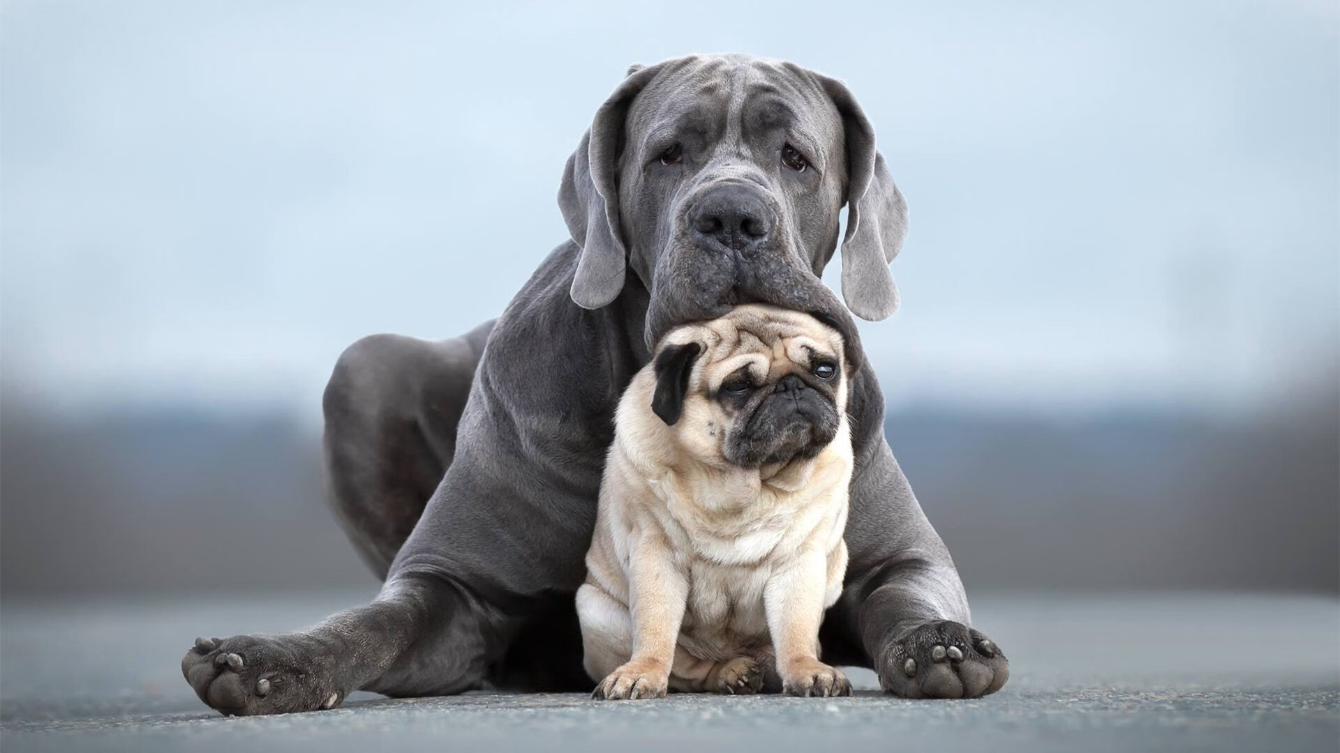 弗朗索瓦·霍尔茨豪伊泽:南非队的后场发动机,进攻一触即发,霍弗尔狼队