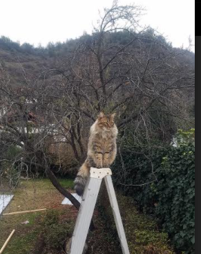 排球联赛决赛天津女排再夺冠，排球联赛决赛天津女排再夺冠视频