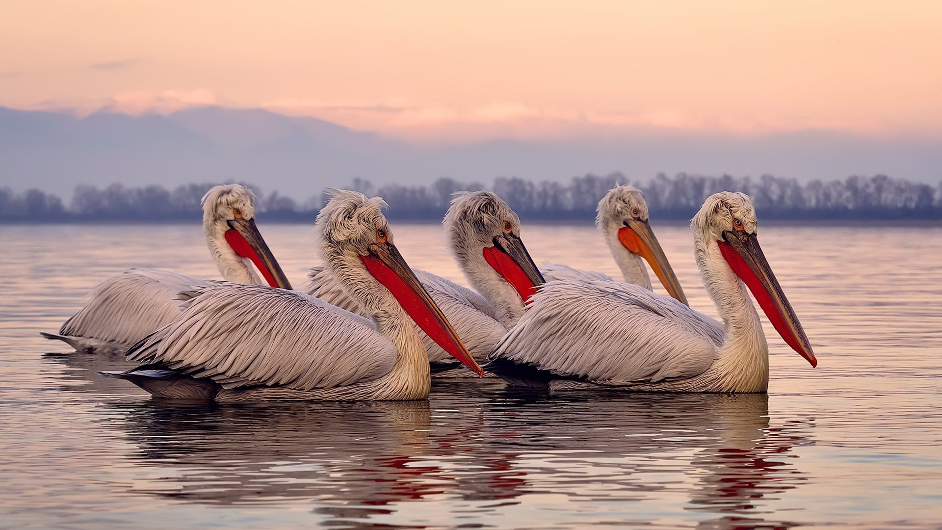 爱游戏体育app-斯洛伐克男篮在欧洲大赛中奋勇追求，目标更高，斯洛伐克队欧洲杯大名单