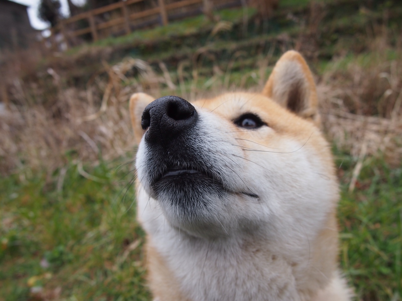 爱游戏体育官方网站-杰克·阿莱克西决赛表现亮眼夺冠有望，杰克 莱西