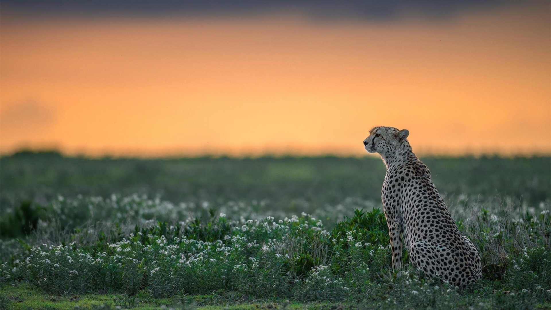 法国橄榄球赛事的票房和赞助收入创历史新高，法国橄榄球国家队