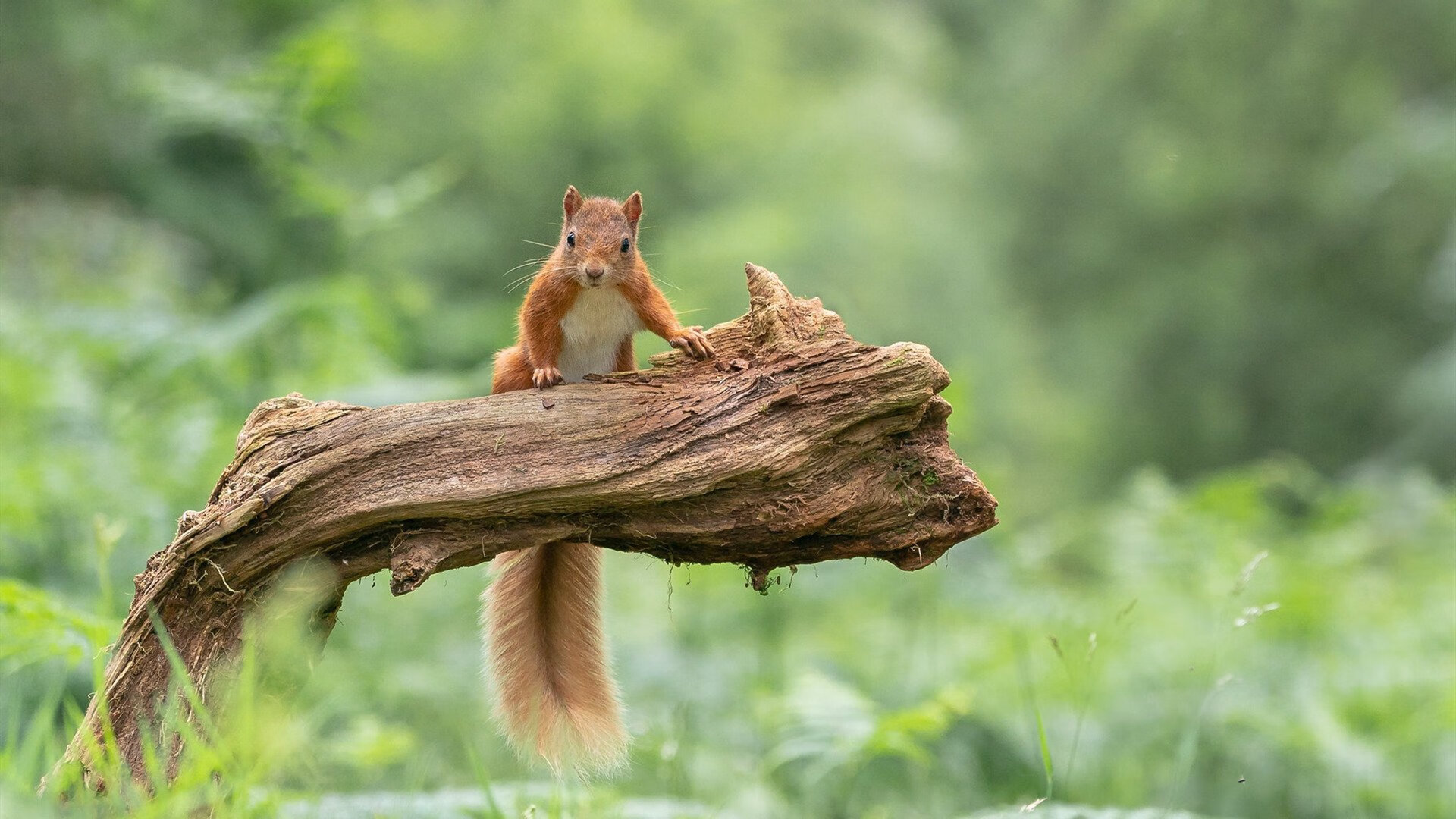 爱游戏官网-美洲杯精彩战役：明星拼搏助力胜利！，美洲杯精彩吗