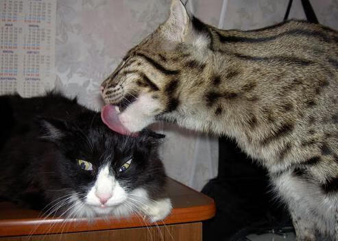 职业联赛实行薪资透明化规范促进球队健康运营，职业球队的收入来源